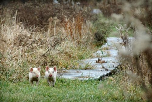 我們的環(huán)境會(huì)好嗎？——“數(shù)說”大氣、水、土壤污染防治三大戰(zhàn)役